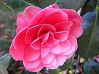 Camellia hybride April Kiss