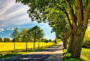 Campagne Route champ arbre