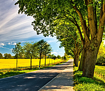 Campagne Route champ arbre