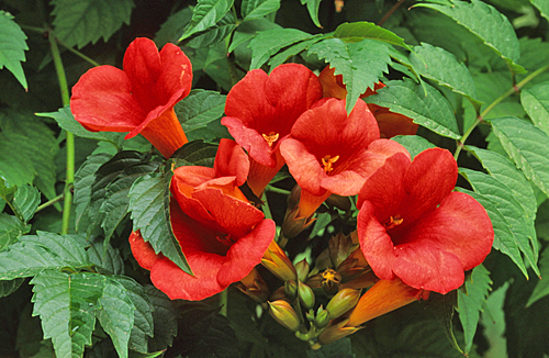 Campsis radicans MAP ADE GIP0071564