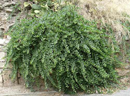 Capparis SPINSA plante