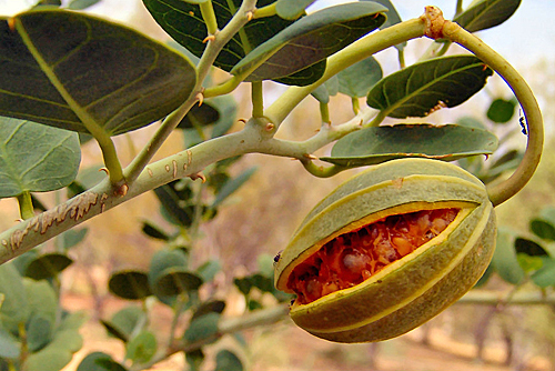 Caprier fruit