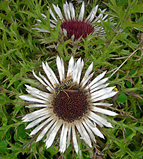 Carlina acaulis