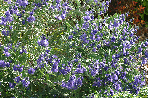 Caryopteris Mioulane MAP NPM 0830007002