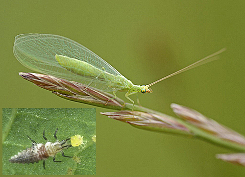 Chrysoperla carnea Feldrand copie