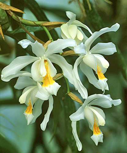 Coelogyne cristata MAP ADE GIP0104984