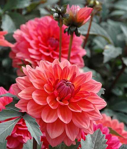 Dahlia Domaine Chaumont sur Loire 