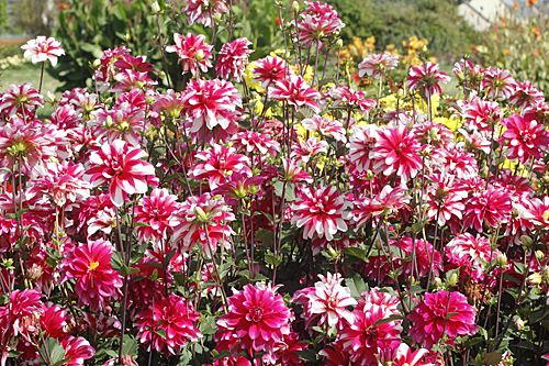 Dahlia Almeria Mioulane MAP NPM 719515869