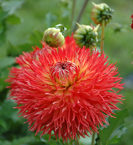 Dahlia Feu du Soleil