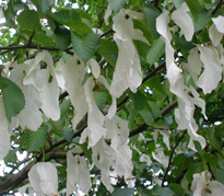 Davidia involucrata