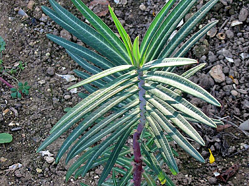 Euphorbia lathyris an1