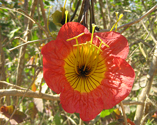 Fernandoa magnifica