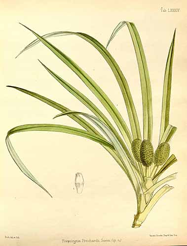 Freycinetia pritchardii