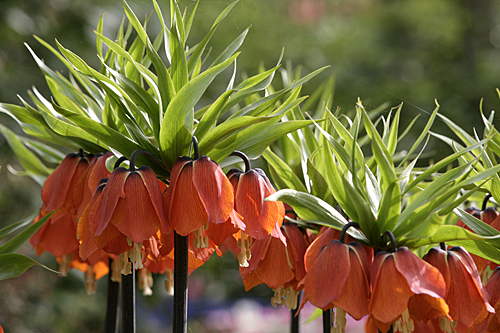 Fritillaria imperialis Mioulane MAP NPM 850383241