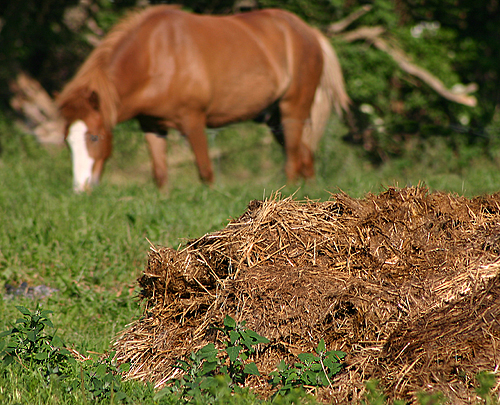 Fumier cheval Danemark