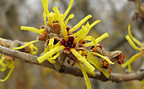 Hamamelis Mollis floraison