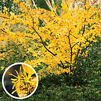 Hamamelis loupe