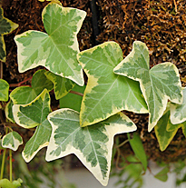 Hedera helix feuilless