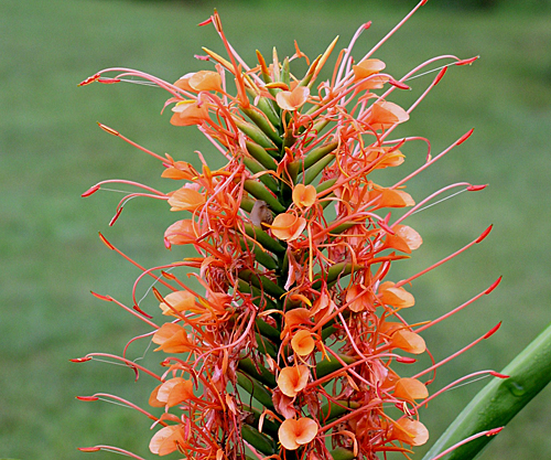 Hedychium coccineum