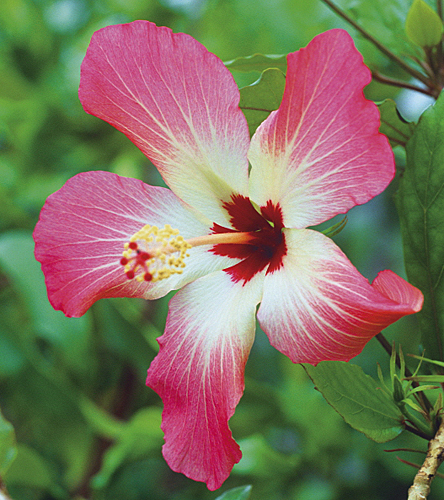 Hibiscus storckii MAP ADE GIP0099818