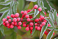 Hiver Givre Nandina Mioulane MAP NPM 850278119