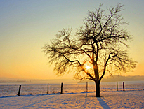 Hiver arbre soleil Neige