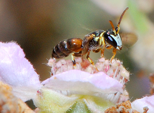 Hylaeus rubicola male Gidip