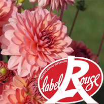 I Grande 16030 les dahlias label rouge.net