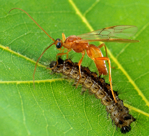 Ichneumon parasitoide chenille