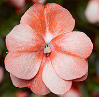 Impatiens hawkerii Florific sweet orange