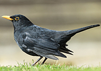 Merle commun Turdus merula