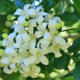 Murraya paniculata