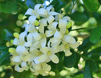 Murraya paniculata