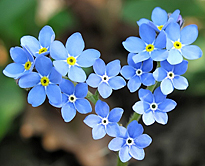 Myosotis