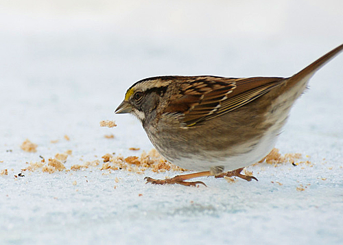 Oiseau pain neige hiver