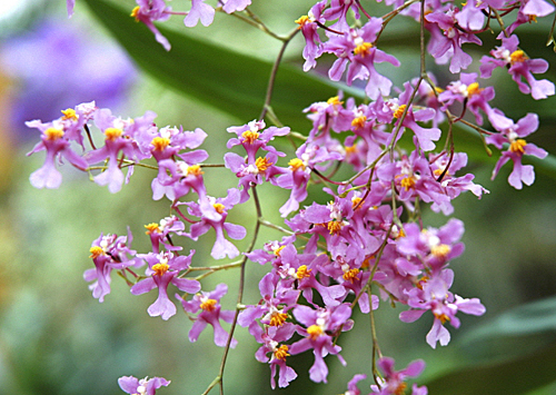 Oncidium ornithorhynchum VLE 111123021