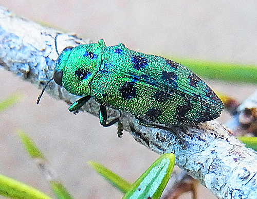 Palmar festiva Siga