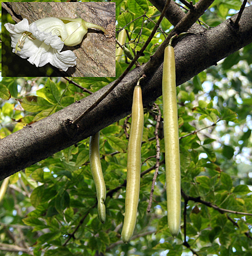 Parmentiera cereifera