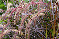 Pennisetum Mioulane MAP NPM 850453137