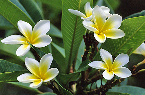 Plumeria Mioulane MAP NPM GIP0008498