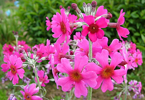 Primula pulverulenta