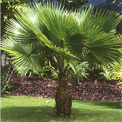 Pritchardia palmier Mioulane MAP NPM GIP0103286