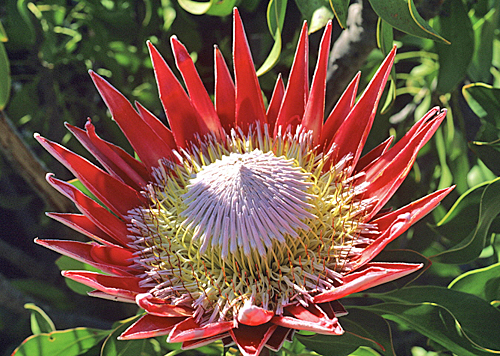 Protea cynaroides Mioulane MAP NPM GIP0097359