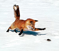 Renard neige Souris