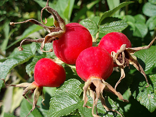 Rosa rugosa fruit