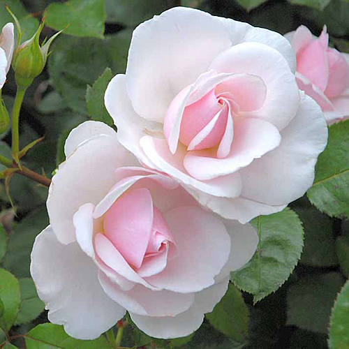Rose Jardin Granville Dior