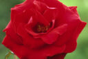 Rose Marcel Pagnol MAP AKU 080819025