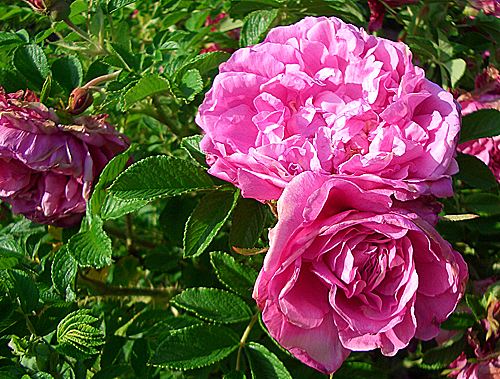 Rose SavoraNovaRomantic