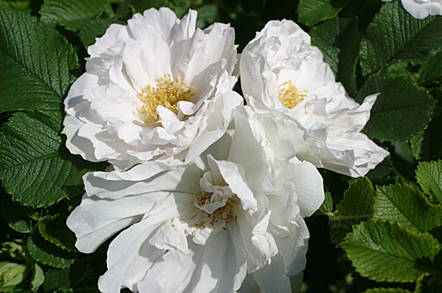 Rose SavoraNovaWhite 1