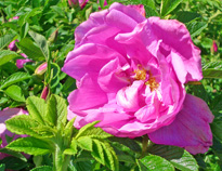 Rose SavoraNova Pink